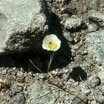 Calochortus leichtlinii Flower