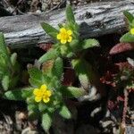 Hemizonella minima Flower