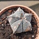 Astrophytum myriostigmaبرگ