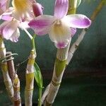 Dendrobium crepidatum Feuille