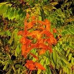 Amherstia nobilis Flors