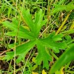 Delphinium leroyi Fulla