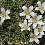 Arenaria tetraquetra Tervik taim