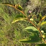 Solanum campylacanthum Feuille