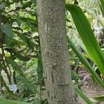 Stenocarpus sinuatus Kéreg/szár