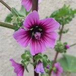 Malva arborea花