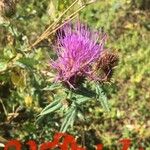 Cirsium vulgareЦветок