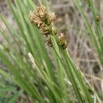 Carex diandra Blüte