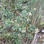 Baccharis obovata Habit