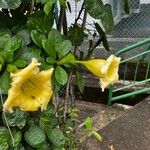 Solandra longiflora 花