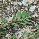 Euphorbia prostrata Blad