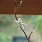 Haworthiopsis attenuata Fleur