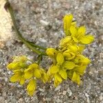 Biscutella sempervirens Blüte