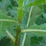 Cirsium altissimum Kôra