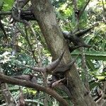 Vachellia collinsii Kabuk