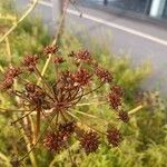 Oenanthe lachenalii Flors