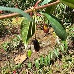 Fuchsia regia Fruit