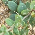 Linaria thymifolia Hoja