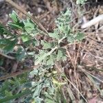 Tanacetum cinerariifolium Hoja