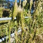 Andropogon bicornis Leaf