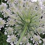 Daucus carota Květ