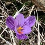 Crocus corsicus Flower