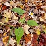 Eurybia schreberi Flor
