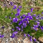 Campanula serrata Агульны выгляд