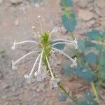 Chascanum garipense Flower