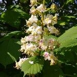 Aesculus hippocastanumFlower