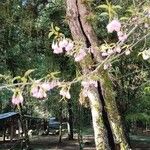 Prunus serrulataFlower