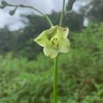 Chelonanthus alatus Fleur