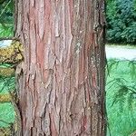 Taxodium distichum Rinde