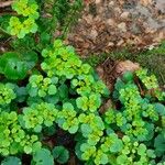 Chrysosplenium alternifolium Buveinė