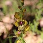 Verbascum bugulifolium Alia