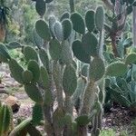 Opuntia leucotricha Blatt