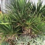 Yucca rupicola Blad