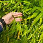 Phyllostachys aurea Leaf