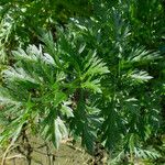 Artemisia annua Blatt