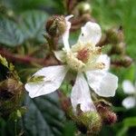 Rubus tamarensis Blomma