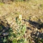 Helichrysum stoechasBlomma