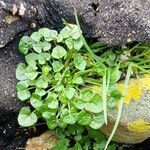 Cochlearia officinalis Hostoa