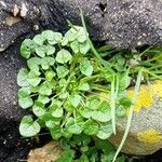 Cochlearia officinalis Leaf