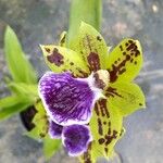 Zygopetalum maculatum Blüte