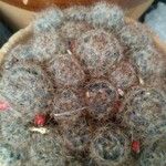 Mammillaria prolifera Листок