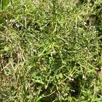 Epilobium coloratum Leaf