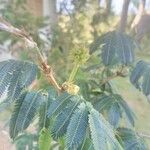 Calliandra tweediei Leaf