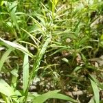 Paspalum repens Leht