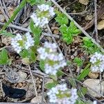 Valeriana coronata Žiedas