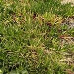 Carpobrotus edulis Leaf